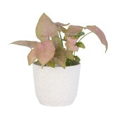 PROSP RYFO�ݥå�11 �ۥ磻�ȡʥ��åȡ�8��