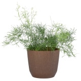 PROSP RYFO�ݥå�15 �����ҡ��ʥ��åȡ�6��