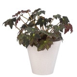 PROSP TUBUS�ݥå�25 �ۥ磻�ȡʥ��åȡ�4��