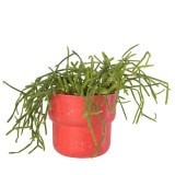 �������å� �ڥ��󥿡��ݥå�10 ��åɡʥ��åȡ�10��