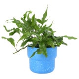 �������å� �ڥ��󥿡��ݥå�14 �֥롼�ʥ��åȡ�6��