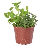 �������å� �ߥɥݥå�14.5 �С�����ǥ��ʥ��åȡ�8��