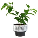 �ǥ�å�17 �쥤��ʥ��åȡ�4��