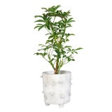 ��ץ�13 �ۥ磻�ȡʥ��åȡ�4��