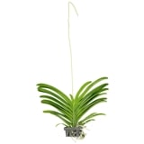 �Х�� �ϥ󥮥󥰥Х����åȡʥ��åȡ�12��