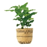 beans bag �����ҡ��ġʥ��åȡ�12��