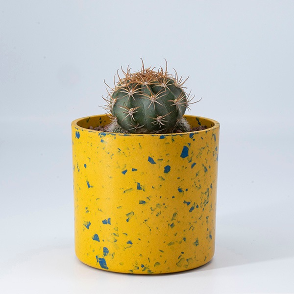 ���ܥƥ󥢥����� �������åץޡ��֥�ݥå�S3C(���å�:6)