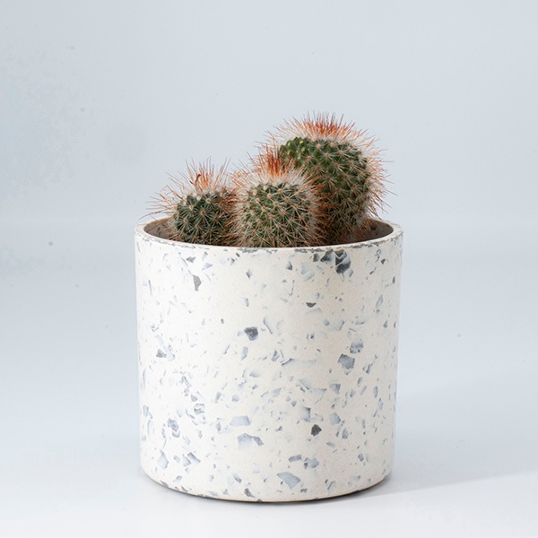 ���ܥƥ󥢥����� �������åץޡ��֥�ݥå�S3C(���å�:6)