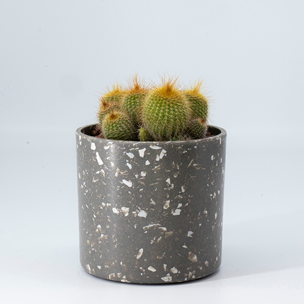 ���ܥƥ󥢥����� �������åץޡ��֥�ݥå�S3C(���å�:6)