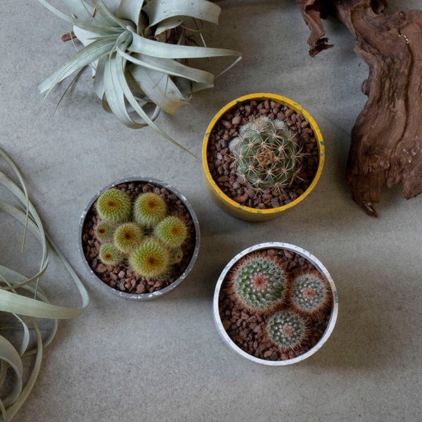 ���ܥƥ󥢥����� �������åץޡ��֥�ݥå�S3C(���å�:6)