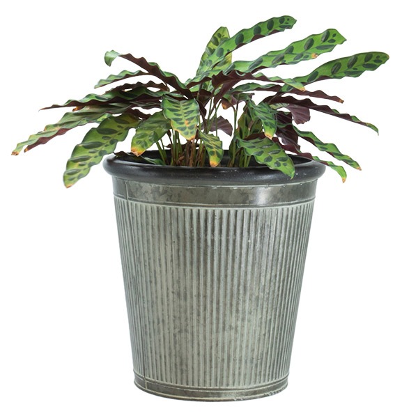 ֥ꥭץ󥿡ݥå25ʥåȡ4