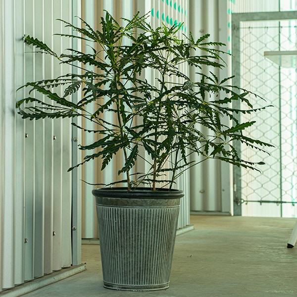 ֥ꥭץ󥿡ݥå25ʥåȡ4