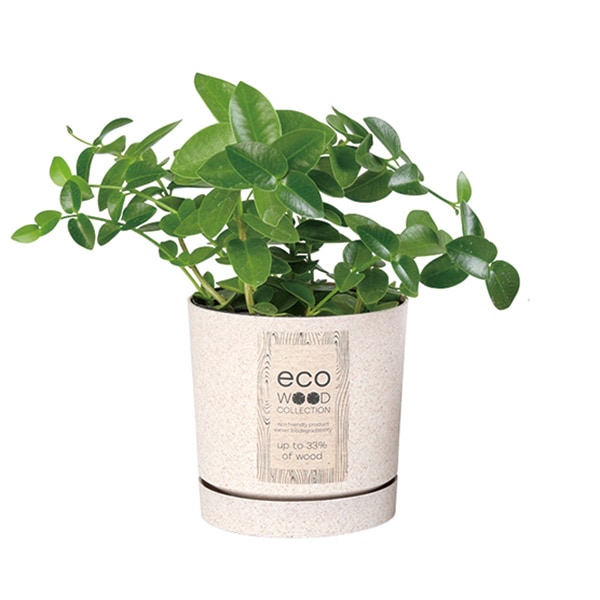 PROSP TUBO�����ݥå�11 �ۥ磻�ȡʥ��åȡ�8��