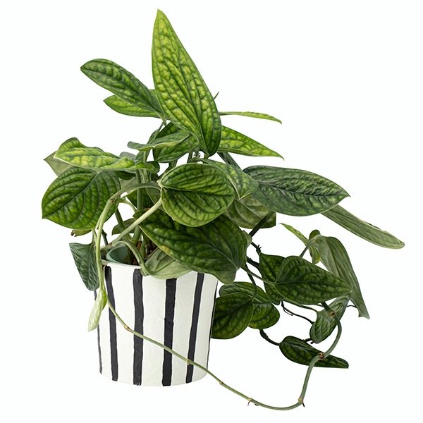 ꥵڡѡݥå 13.5 BKʥåȡ6