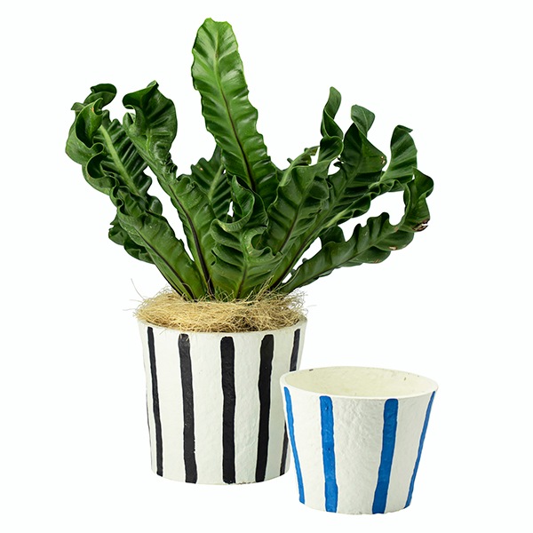 �ꥵ������ڡ��ѡ��ݥå� 13.5 BL�ʥ��åȡ�6��