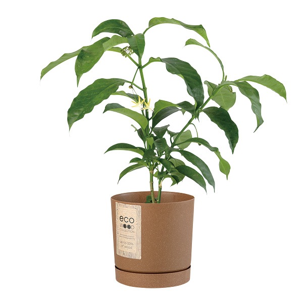 PROSP TUBO�����ݥå�13 �ʥ�����ʥ��åȡ�6��