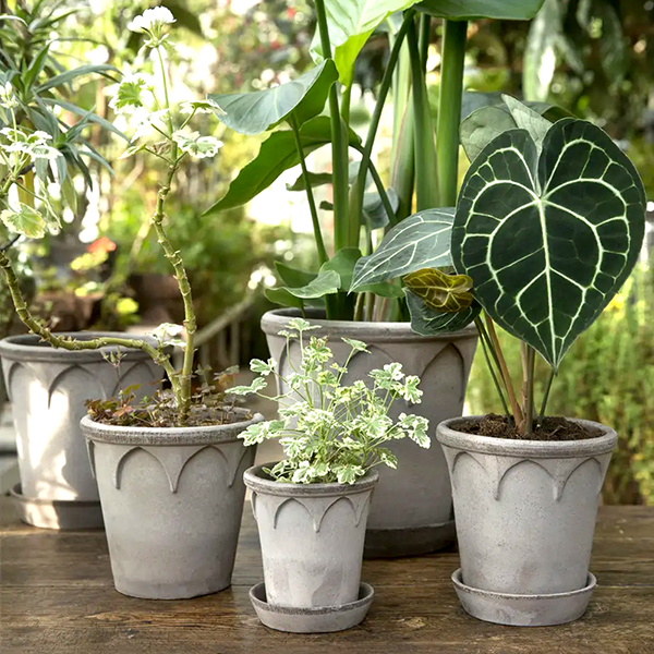 BP ���ꥶ�٥�14 ���졼�ʥ��åȡ�4��