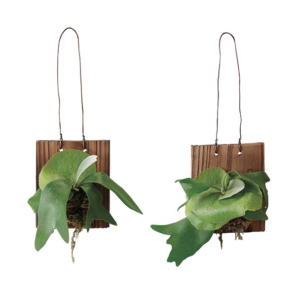 【すー品】ビカクシダアソート 大株 Platycerium Mt.kitshakood Narrow ビカクシダ キッチャ