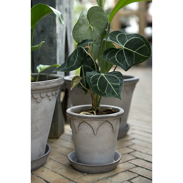 BP ���ꥶ�٥�18 ���졼�ʥ��åȡ�2��