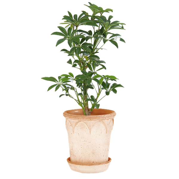 BP ���ꥶ�٥�14 �ʥ�����ʥ��åȡ�4��