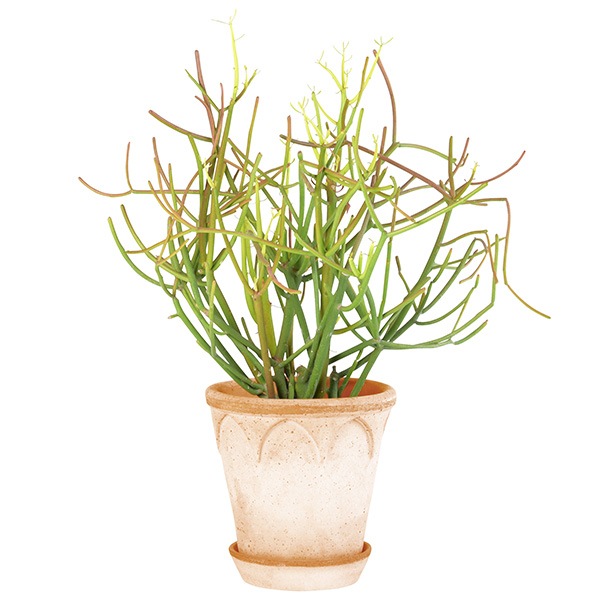 BP ���ꥶ�٥�18 �ʥ�����ʥ��åȡ�2��