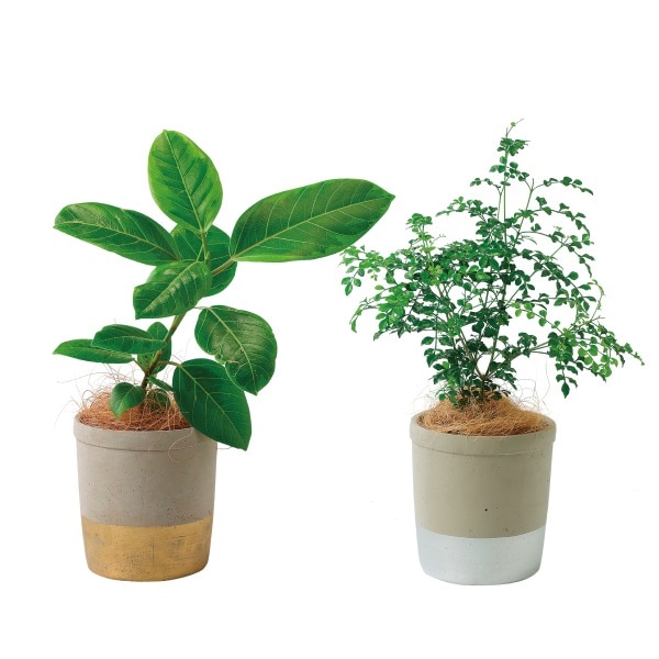 アクアテラポット ログ セメントL 2C （ロット:8） | 植物,アクアテラ