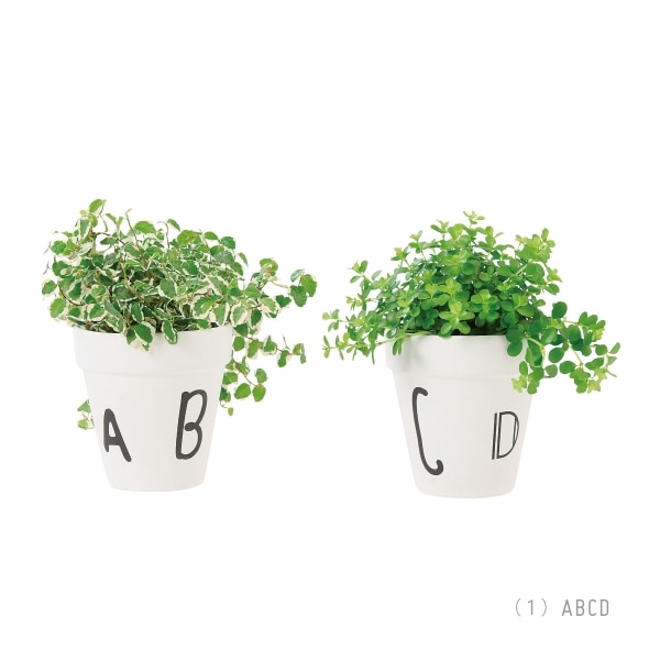 アクアテラポットレターズ （ロット:12） | 植物,アクアテラポット