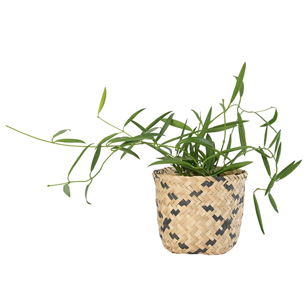 LOCA �Х����å�12 �֥�å��ʥ��åȡ�6��