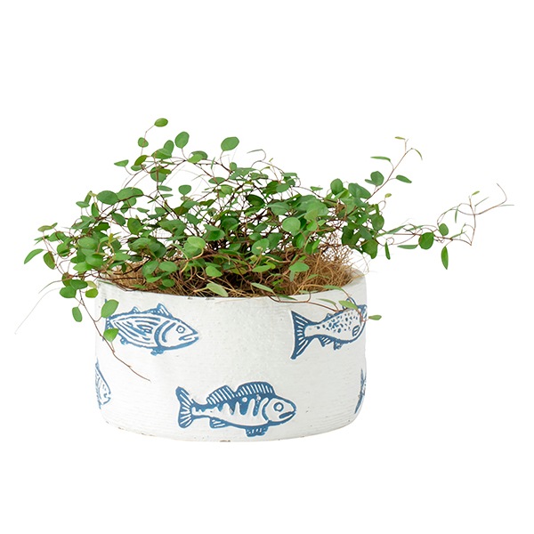 �ե��å���ݥå�LOW 14.5�ʥ��åȡ�4��