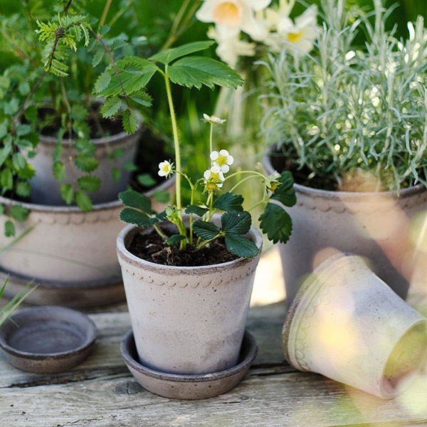 BP�إ��14 ���졼�ʥ��åȡ�6��