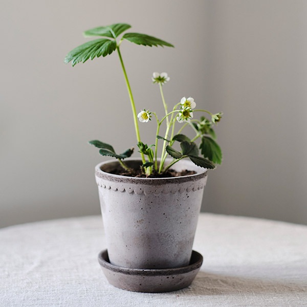 BP�إ��14 ���졼�ʥ��åȡ�6��