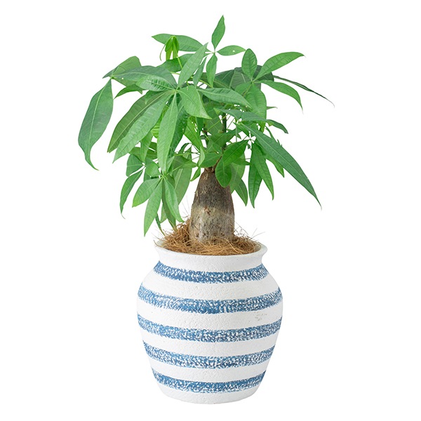 ��������󥫡��֥ݥå�10�ʥ��åȡ�4��