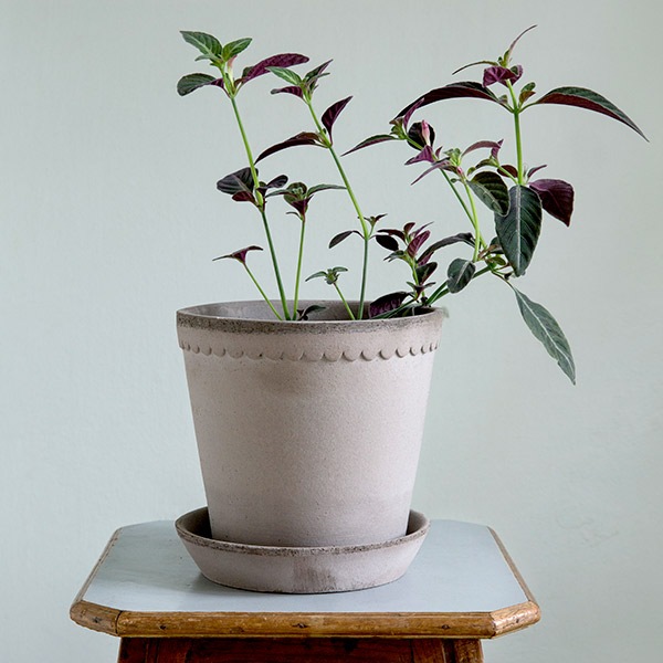 BP�إ��25 ���졼�ʥ��åȡ�2��