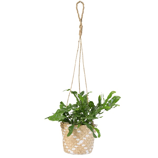 LOCA �Х����å�14HG �ۥ磻�ȡʥ��åȡ�4��