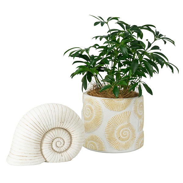 �����ʥ��ȥ��ȡ���ʥ��åȡ�4��