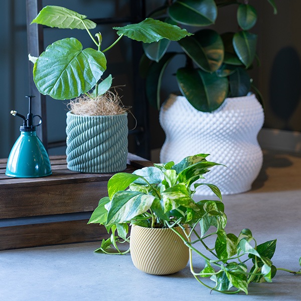 �ɥꥢ��ݥå�24�ʥ��åȡ�1��