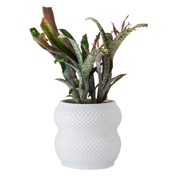 �ɥꥢ��ݥå�18.5�ʥ��åȡ�2��