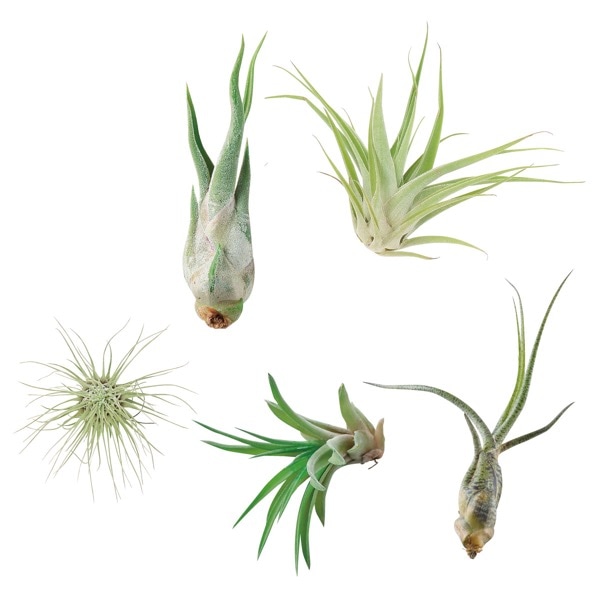 エアープランツM 楽天市場】観葉植物/[送料無料]チランジア（エアプランツ）Mサイズ