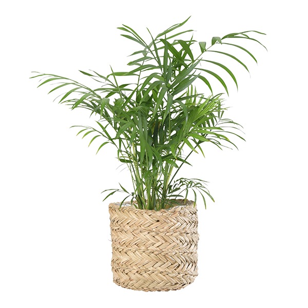 SIG �ץ��ĥХ����å�16�ʥ��åȡ�4��