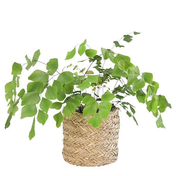 SIG �ץ��ĥХ����å�20�ʥ��åȡ�4��