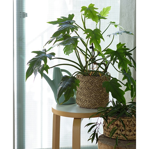 SIG �ץ��ĥХ����å�20�ʥ��åȡ�4��