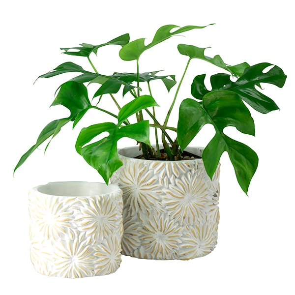 �������ե��å���ݥå�15�ʥ��åȡ�4��