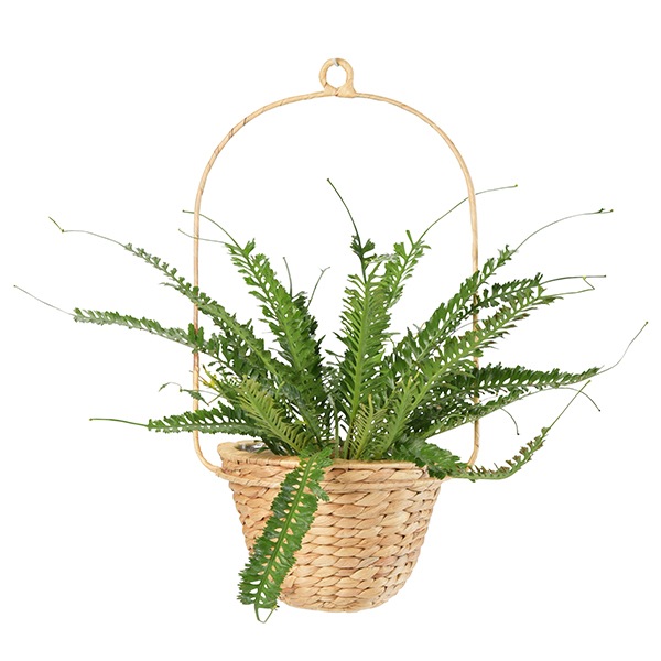 HILL�ץ��ĥХ����å�19 �ϥ󥬡����åȡʥ��åȡ�4��