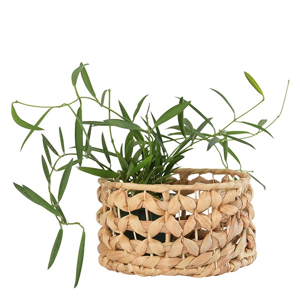 HILL�ץ��ĥХ����å�18 �ʥ��åȡ�4��