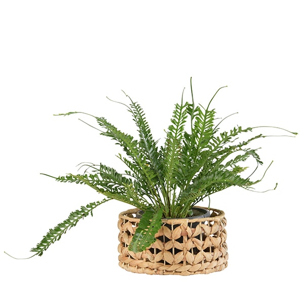 HILL�ץ��ĥХ����å�22 �ʥ��åȡ�4��