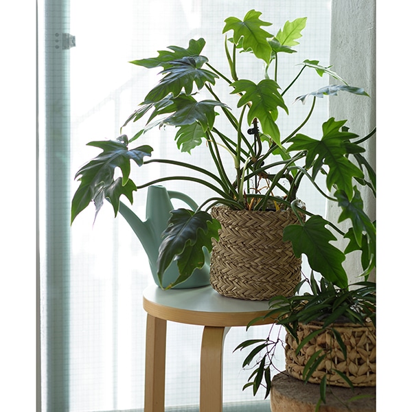 HILL�ץ��ĥХ����å�22 �ʥ��åȡ�4��