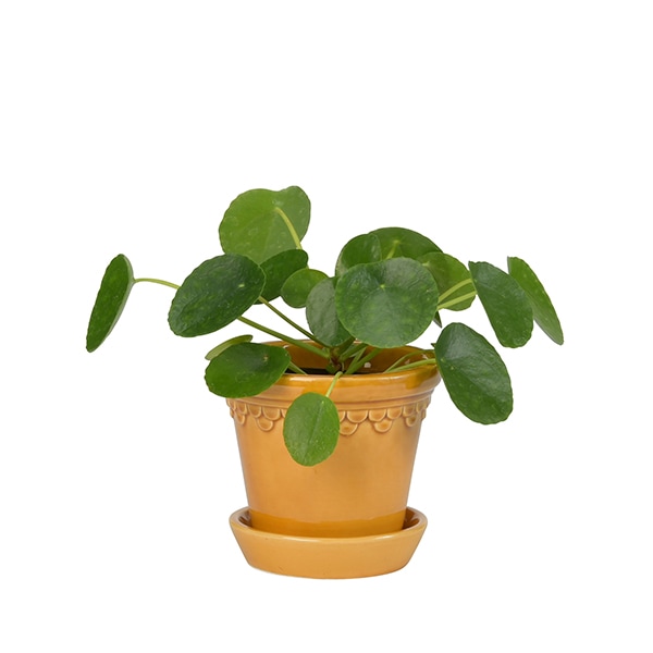 BP ���ڥ�ϡ�����12 ��������GL (���å�:6)