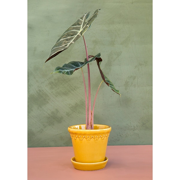 BP ���ڥ�ϡ�����16 ��������GL (���å�:6)