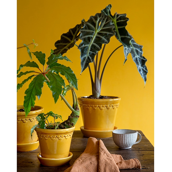 BP ���ڥ�ϡ�����16 ��������GL (���å�:6)