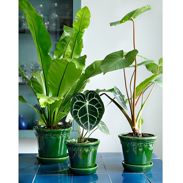 BP ���ڥ�ϡ�����12 ���꡼��GL(���å�:2)